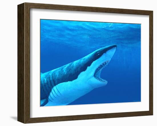 Great White Shark-Chris Butler-Framed Photographic Print