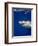 Great White Shark-Stephen Frink-Framed Photographic Print