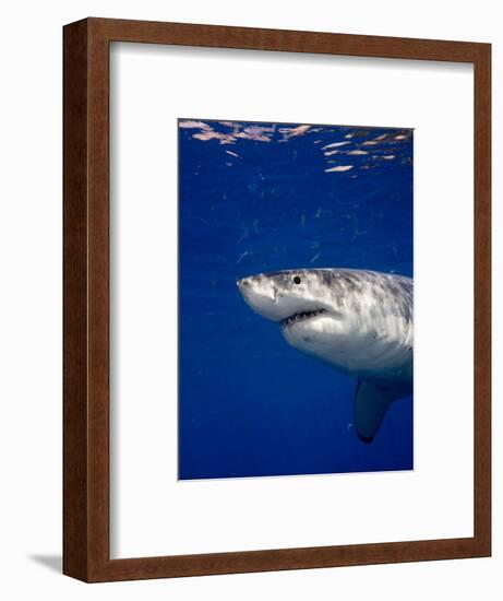 Great White Shark-Stephen Frink-Framed Photographic Print