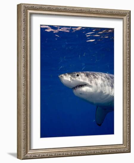 Great White Shark-Stephen Frink-Framed Photographic Print