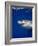 Great White Shark-Stephen Frink-Framed Photographic Print