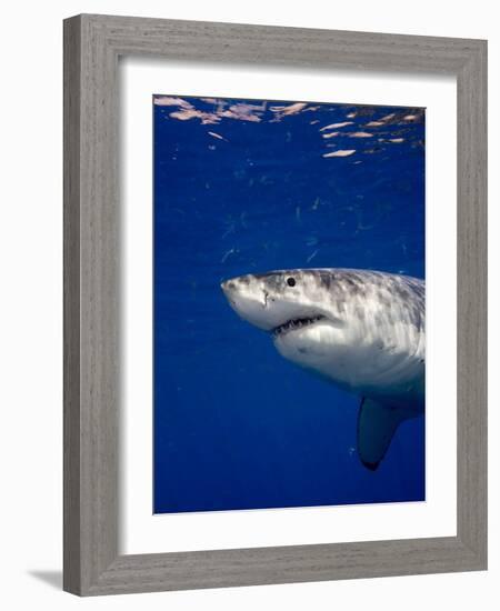 Great White Shark-Stephen Frink-Framed Photographic Print