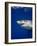 Great White Shark-Stephen Frink-Framed Photographic Print