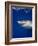 Great White Shark-Stephen Frink-Framed Photographic Print