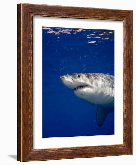 Great White Shark-Stephen Frink-Framed Photographic Print