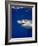 Great White Shark-Stephen Frink-Framed Photographic Print