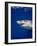 Great White Shark-Stephen Frink-Framed Photographic Print