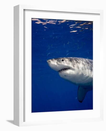 Great White Shark-Stephen Frink-Framed Photographic Print