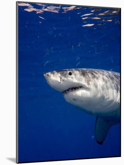 Great White Shark-Stephen Frink-Mounted Photographic Print