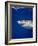 Great White Shark-Stephen Frink-Framed Photographic Print