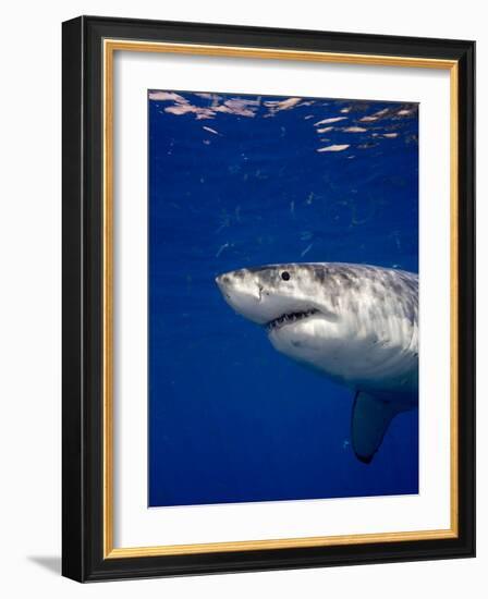 Great White Shark-Stephen Frink-Framed Photographic Print