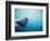 Great White Shark-Stuart Westmorland-Framed Photographic Print