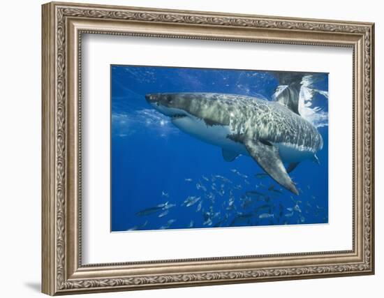 Great White Shark-DLILLC-Framed Photographic Print