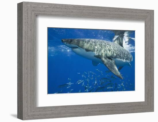 Great White Shark-DLILLC-Framed Photographic Print