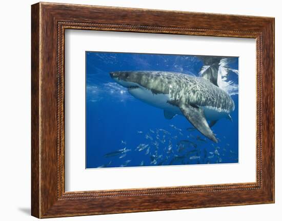 Great White Shark-DLILLC-Framed Photographic Print