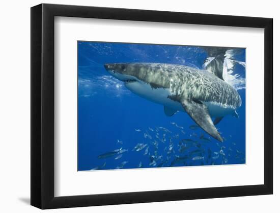 Great White Shark-DLILLC-Framed Photographic Print