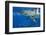 Great White Shark-DLILLC-Framed Photographic Print