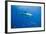 Great White Shark-DLILLC-Framed Photographic Print