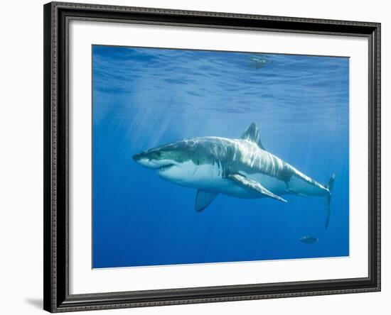 Great White Shark-DLILLC-Framed Photographic Print