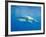 Great White Shark-DLILLC-Framed Photographic Print