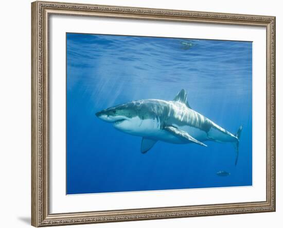 Great White Shark-DLILLC-Framed Photographic Print