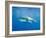 Great White Shark-DLILLC-Framed Photographic Print