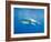 Great White Shark-DLILLC-Framed Photographic Print