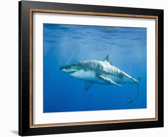 Great White Shark-DLILLC-Framed Photographic Print