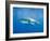 Great White Shark-DLILLC-Framed Photographic Print