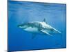 Great White Shark-DLILLC-Mounted Photographic Print