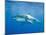 Great White Shark-DLILLC-Mounted Photographic Print