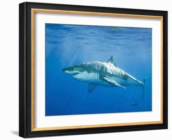 Great White Shark-DLILLC-Framed Photographic Print