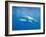 Great White Shark-DLILLC-Framed Photographic Print