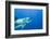 Great White Shark-DLILLC-Framed Photographic Print