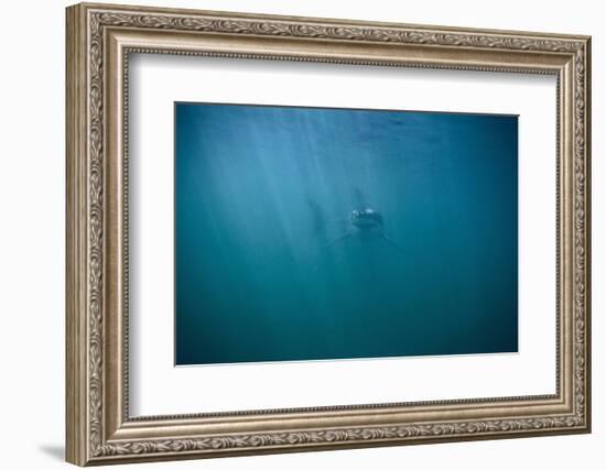 Great White Shark-DLILLC-Framed Photographic Print