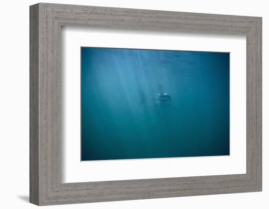 Great White Shark-DLILLC-Framed Photographic Print