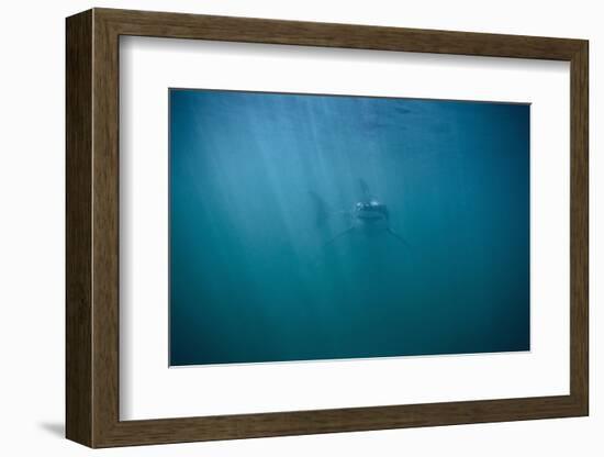 Great White Shark-DLILLC-Framed Photographic Print