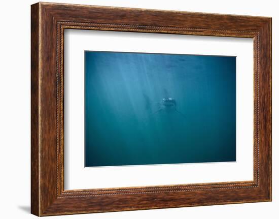 Great White Shark-DLILLC-Framed Photographic Print