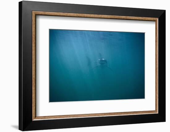 Great White Shark-DLILLC-Framed Photographic Print