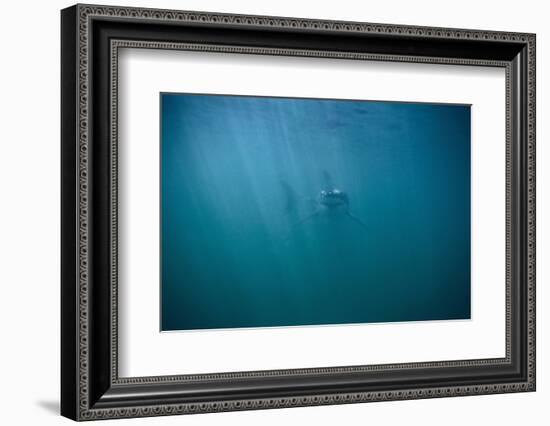 Great White Shark-DLILLC-Framed Photographic Print