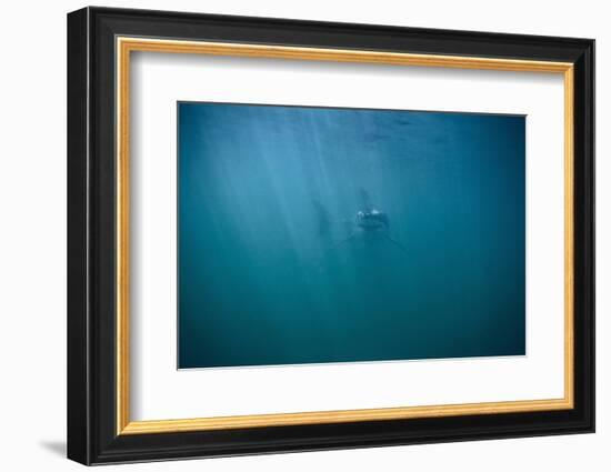 Great White Shark-DLILLC-Framed Photographic Print