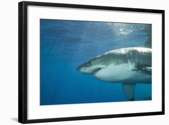 Great White Shark-DLILLC-Framed Photographic Print