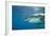 Great White Shark-DLILLC-Framed Photographic Print