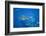 Great White Shark-DLILLC-Framed Photographic Print