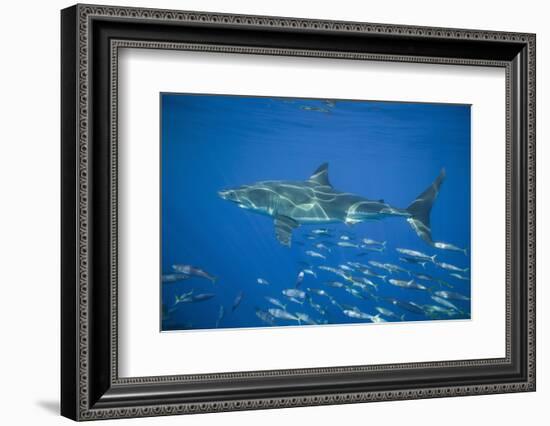 Great White Shark-DLILLC-Framed Photographic Print