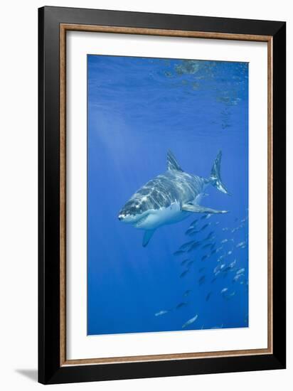 Great White Shark-DLILLC-Framed Photographic Print