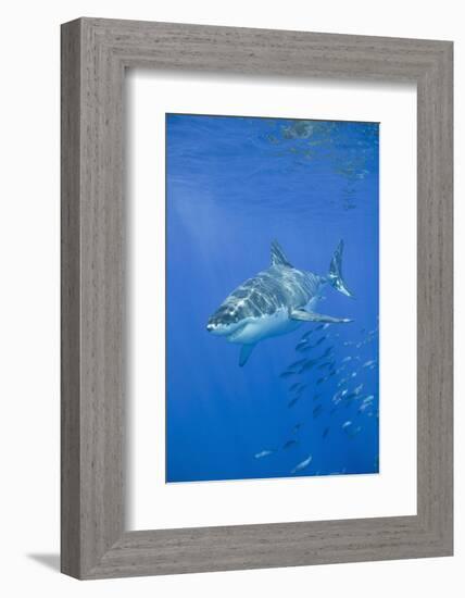 Great White Shark-DLILLC-Framed Photographic Print