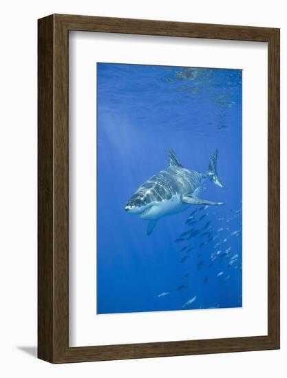 Great White Shark-DLILLC-Framed Photographic Print