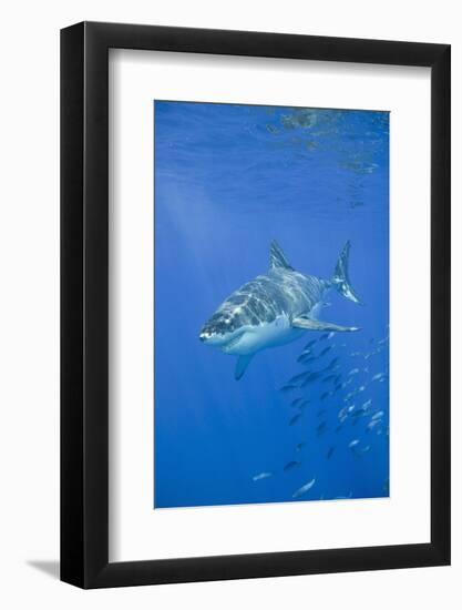 Great White Shark-DLILLC-Framed Photographic Print