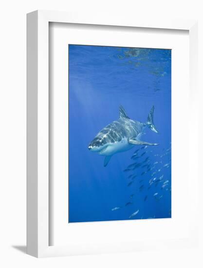 Great White Shark-DLILLC-Framed Photographic Print